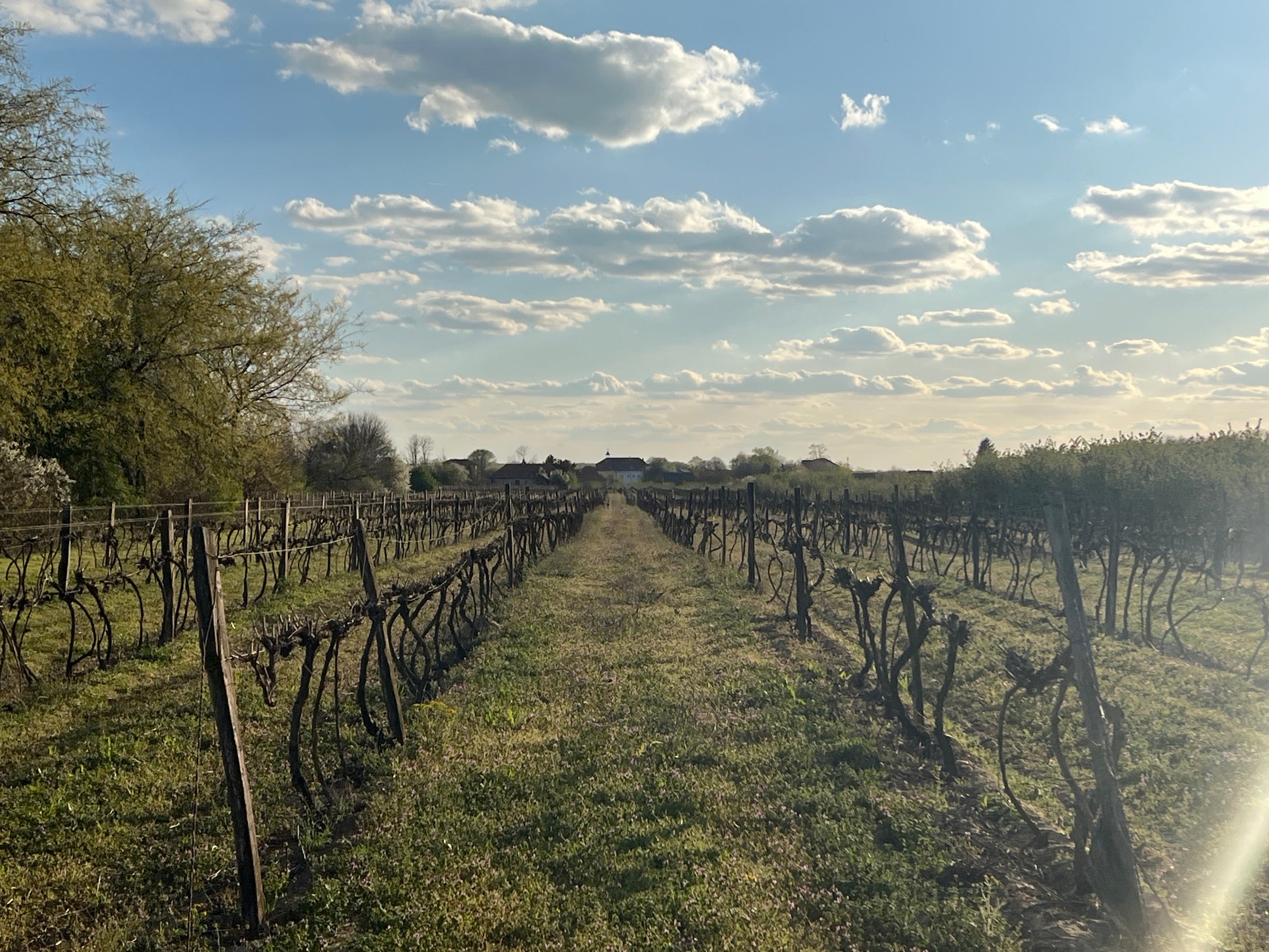 Our vineyard in Kecel at dusk