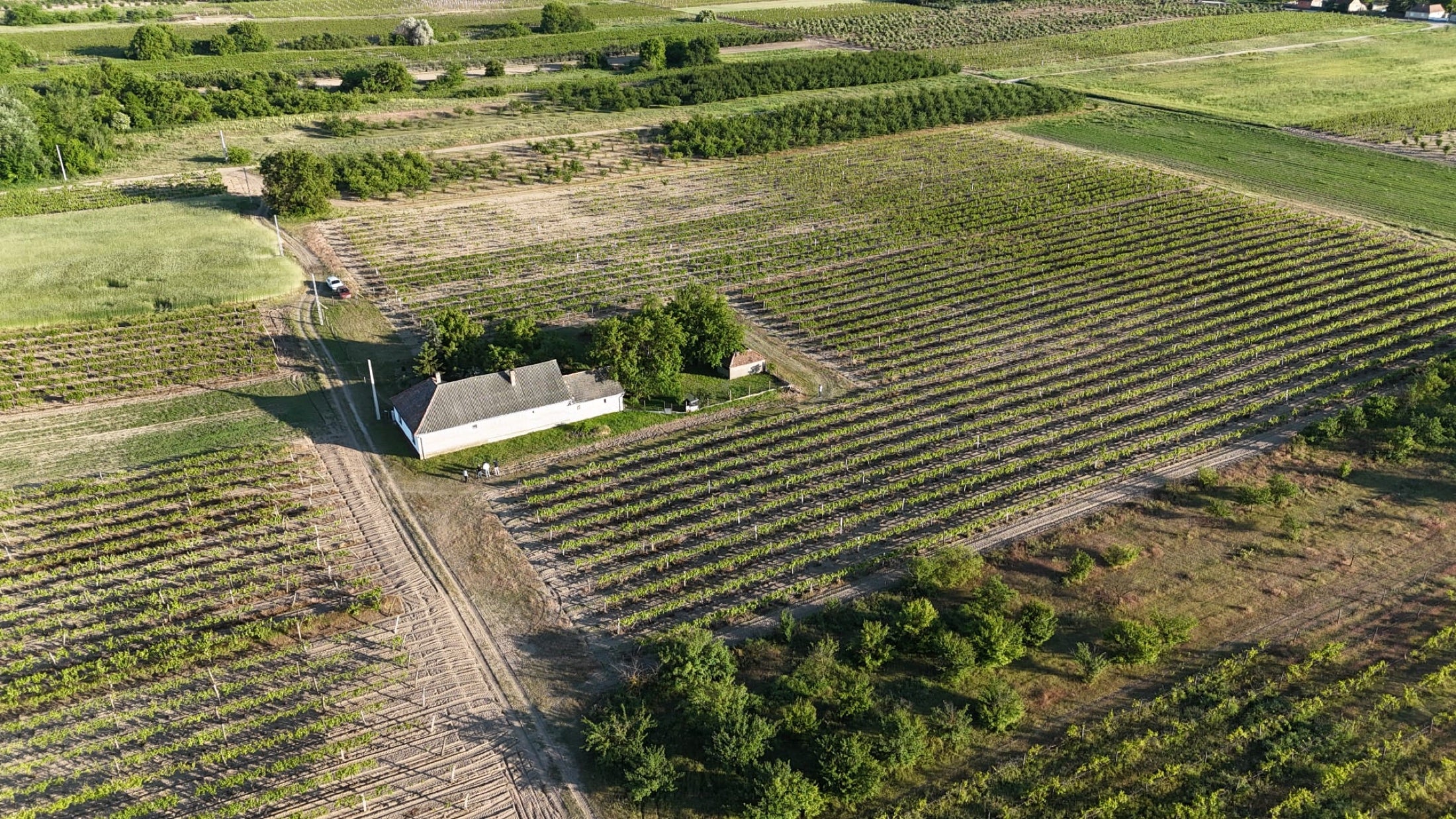 Aerial view of our house and the vineyards around Kecel
