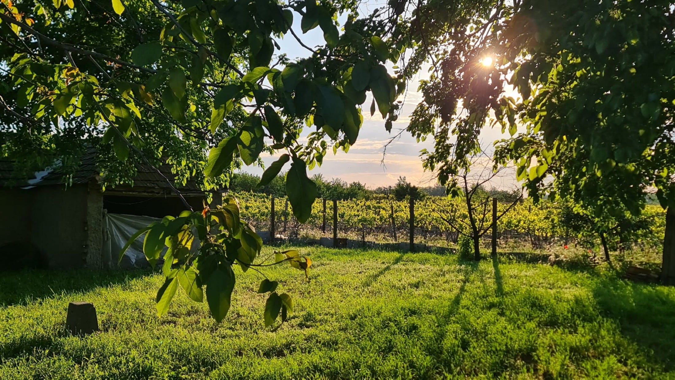 Evening sun filtering through the trees, with a view of our vineyard in Kecel