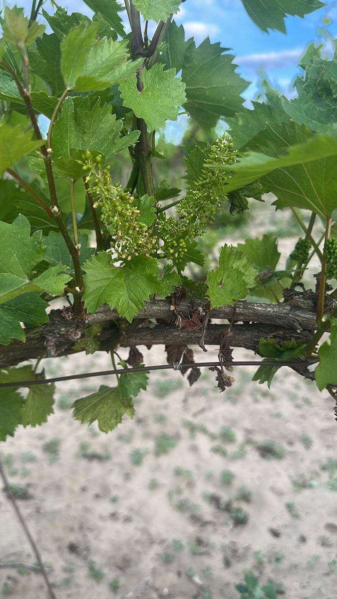 Our own wine takes time. These bottles are ready now.